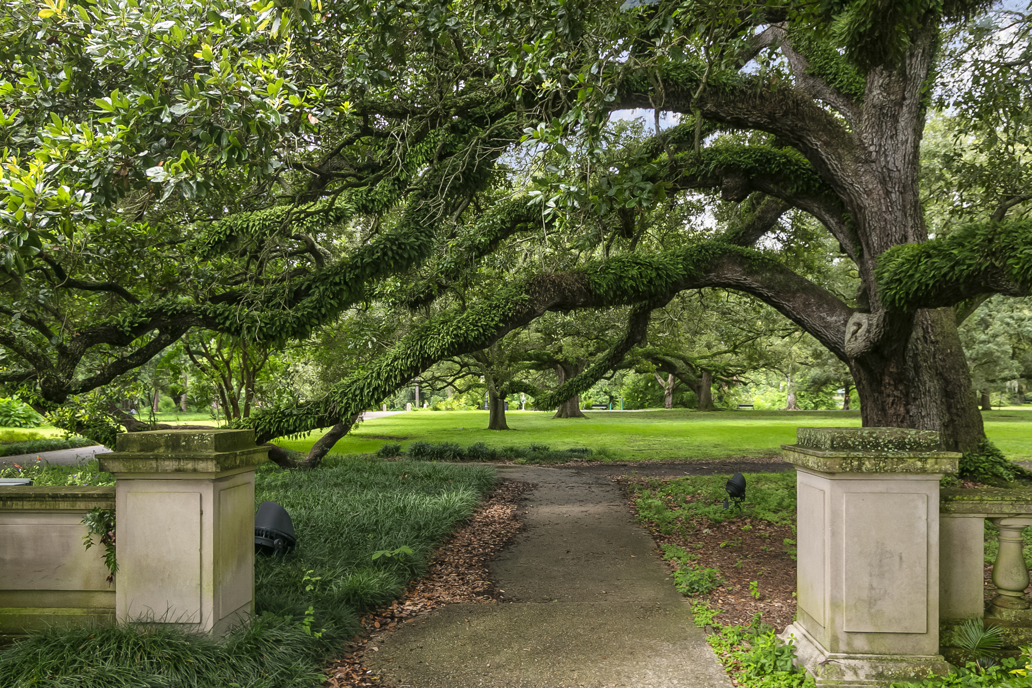 Ancient live oak trees in City Park, New Orleans